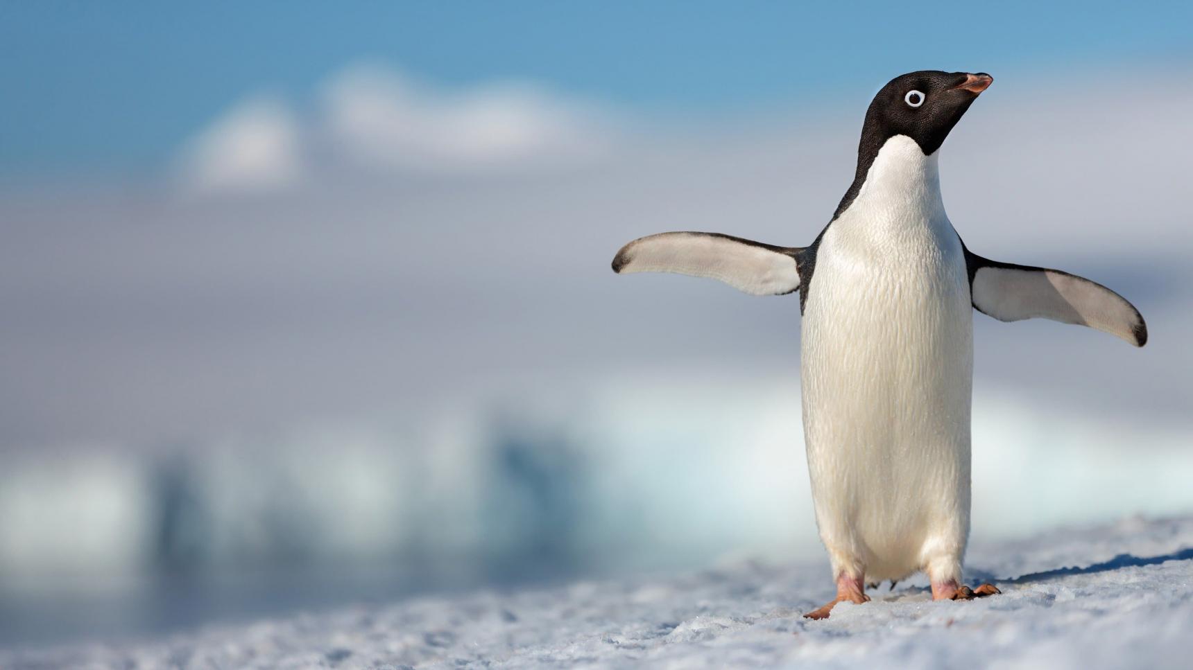 Fondo de pantalla de la película Penguins en PELISPEDIA gratis