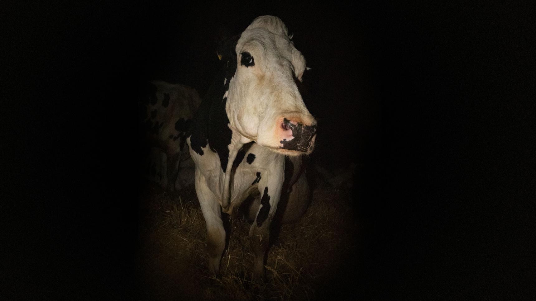 trailer Vaca (Cow)