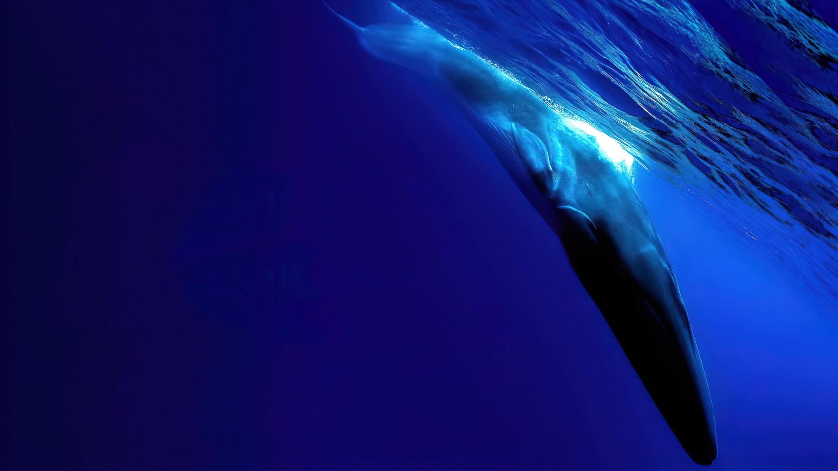 Fondo de pantalla de la película The Loneliest Whale: The Search for 52 en PELISPEDIA gratis