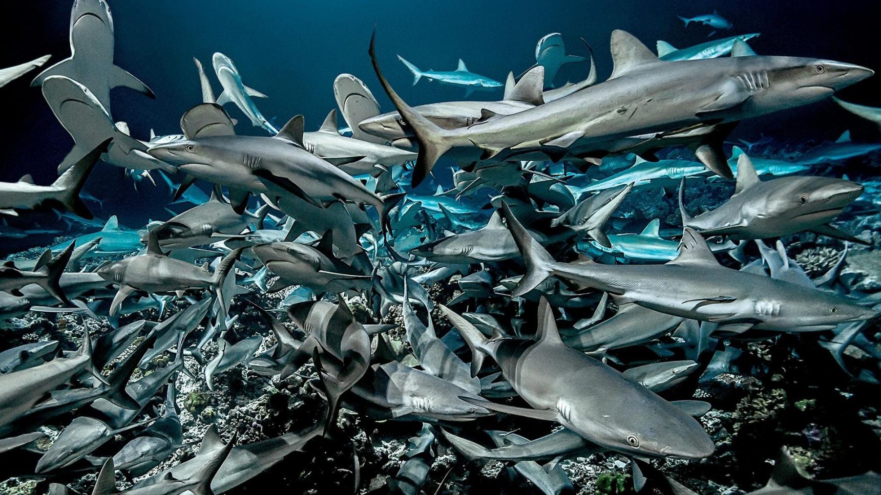 poster de 700 Tiburones