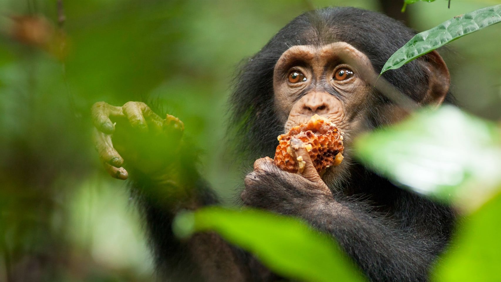 Fondo de pantalla de la película Chimpancés en PELISPEDIA gratis