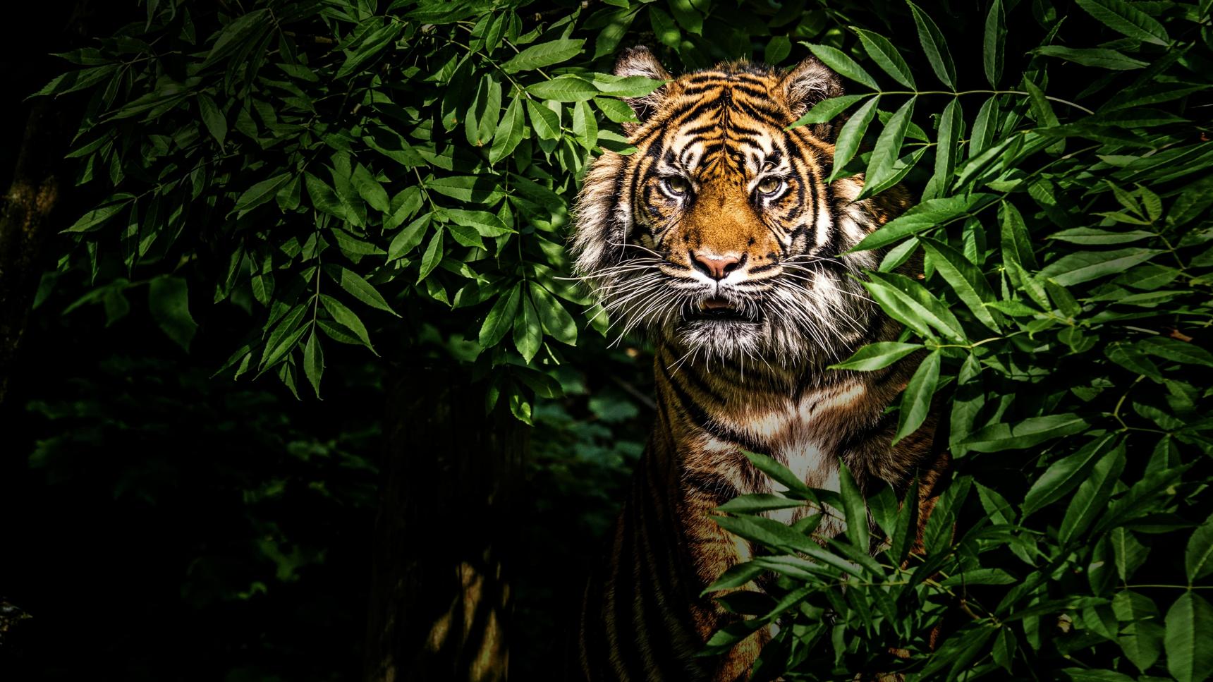 Fondo de pantalla de la película Thailand's Wild Cats en PELISPEDIA gratis