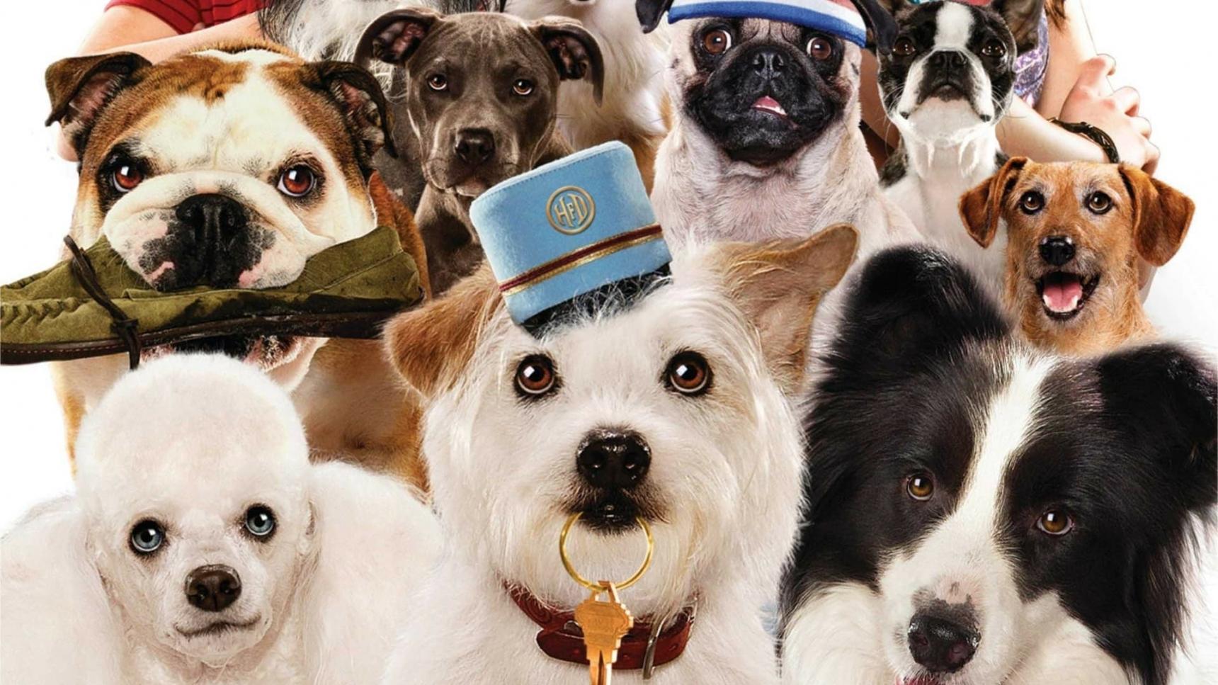 Fondo de pantalla de la película Hotel para perros en PELISPEDIA gratis