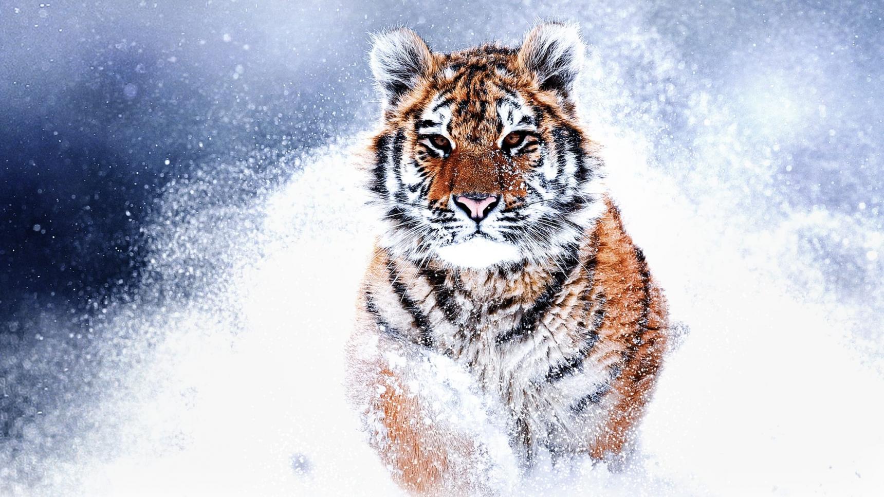 poster de Tigres salvajes de Rusia