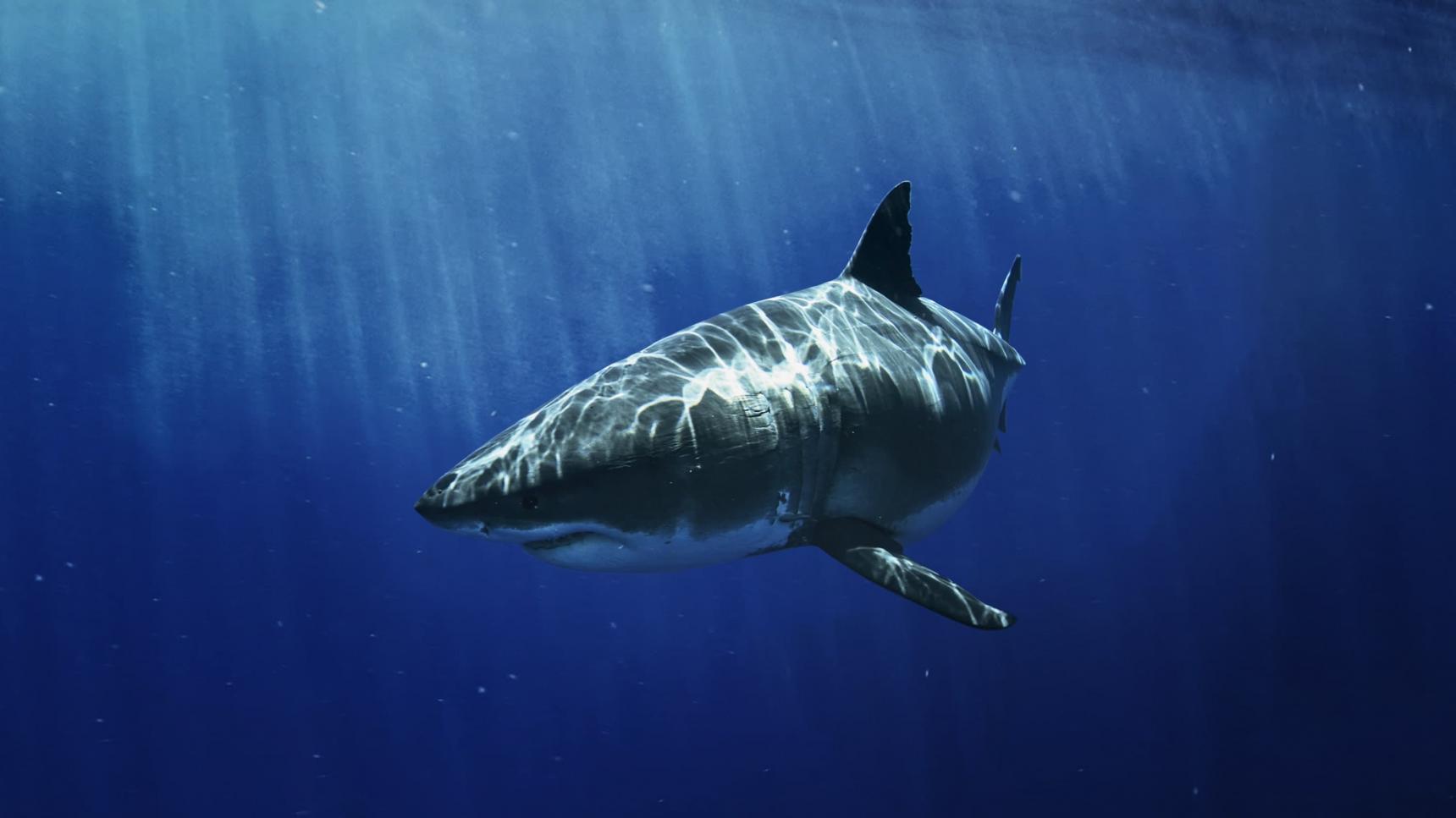Fondo de pantalla de la película Los tiburones mas buscados en PELISPEDIA gratis