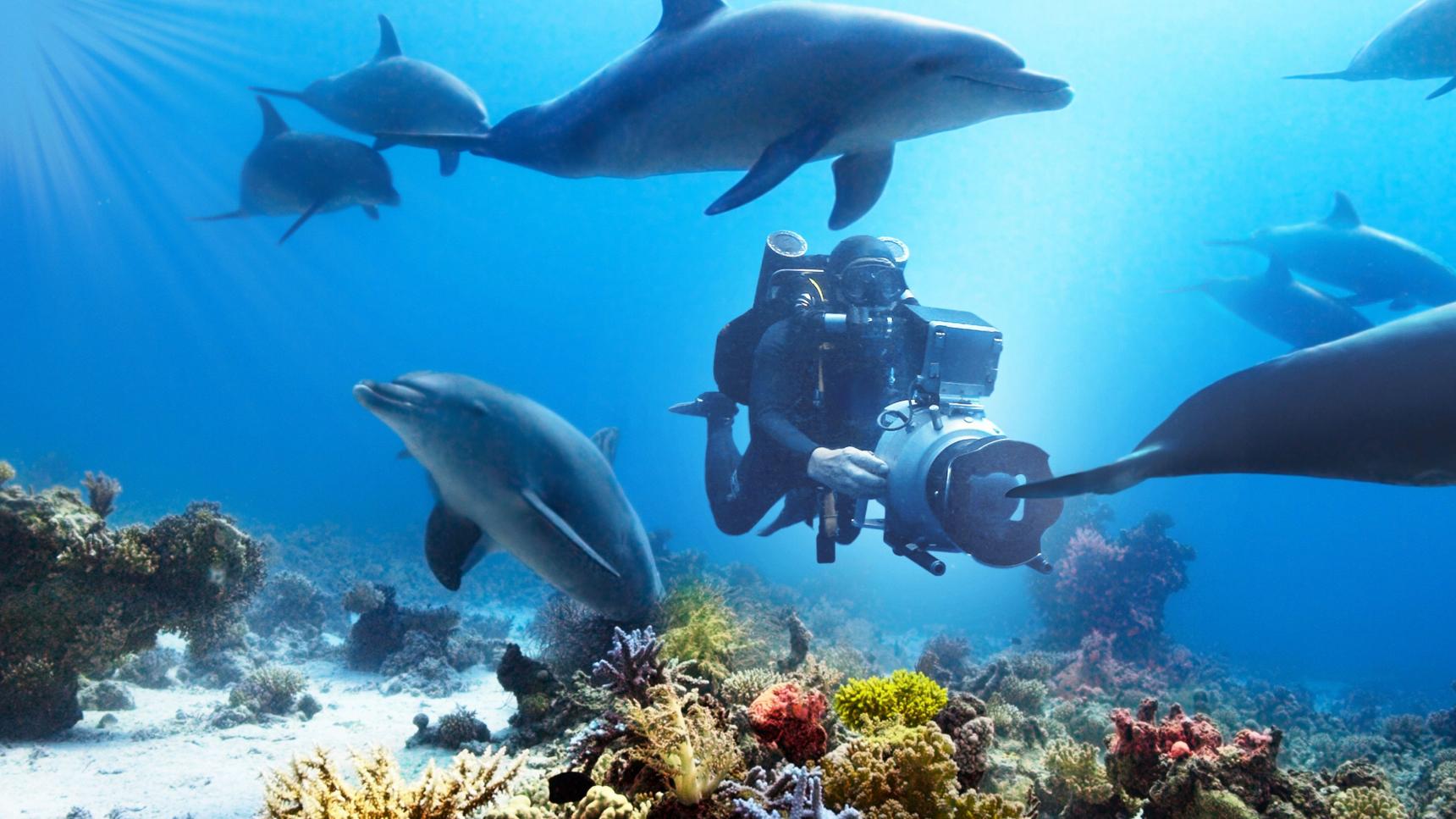 actores de Nadando con Delfines