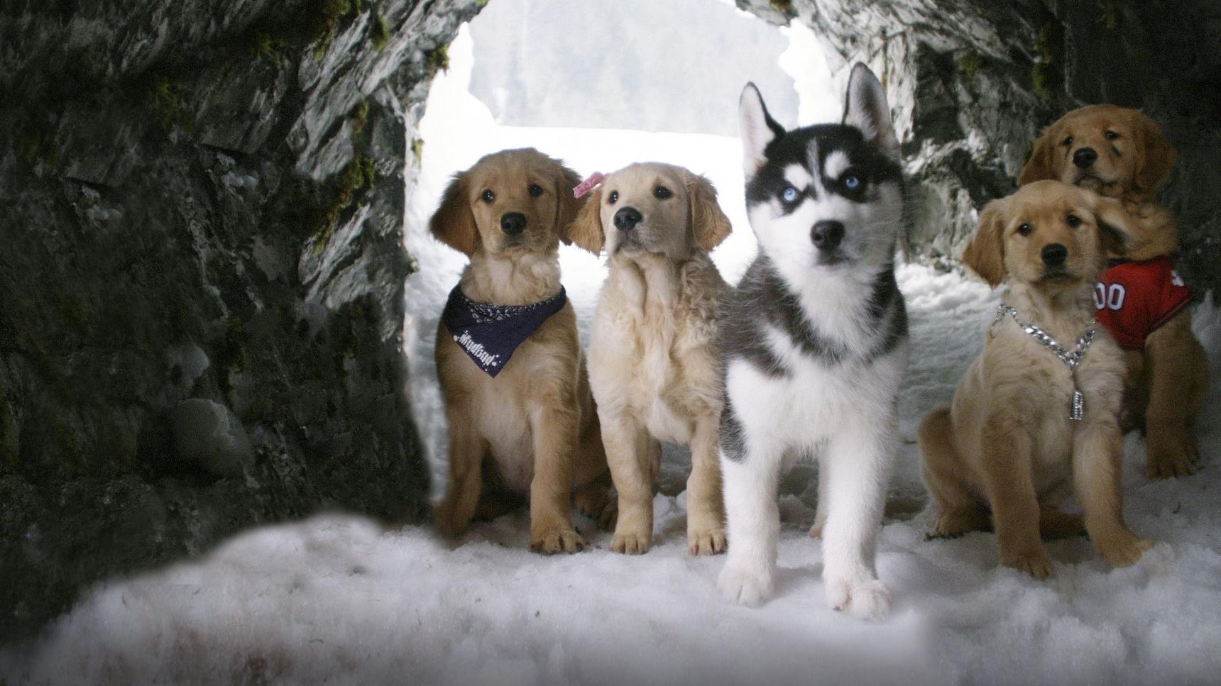 Fondo de pantalla de la película Snow Buddies: Cachorros en la nieve en PELISPEDIA gratis