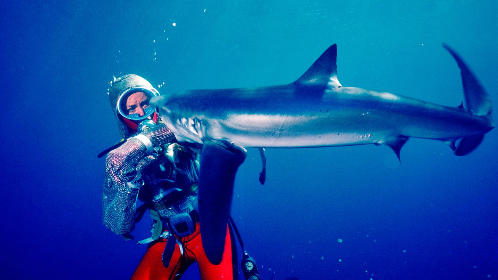 Fondo de pantalla de la película Jugando con tiburones en PELISPEDIA gratis