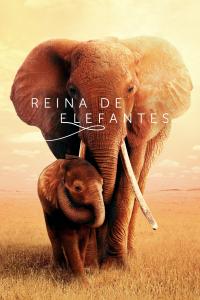 Poster Reina de elefantes